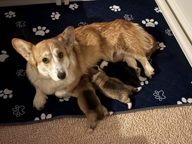 Welsh Corgi Pembroke
