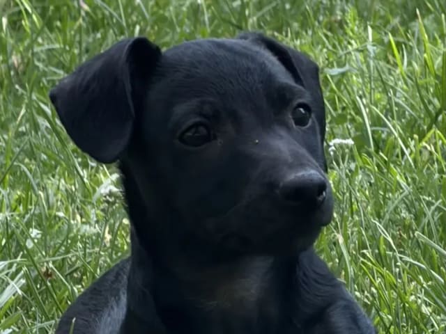 Xoloitzcuintle