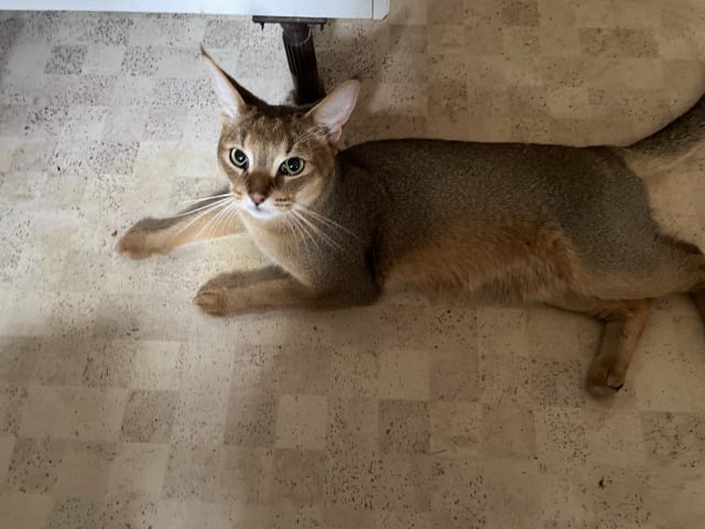 Chausie · Järfälla · Elia Y.