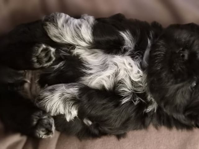 Shih Tzu · Helsinge · House of Shih-Tzu