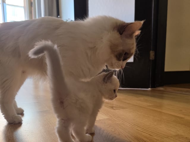 Ragdoll · Norrköping · Benjamin I.