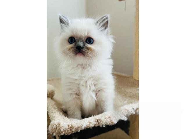 Ragdoll · Trollhättan · SE*Sapphire Blue Eyes