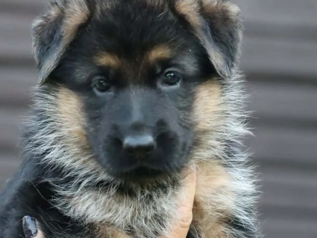 Tysk Schäferhund · Elverum · Gunn Tove Bekken