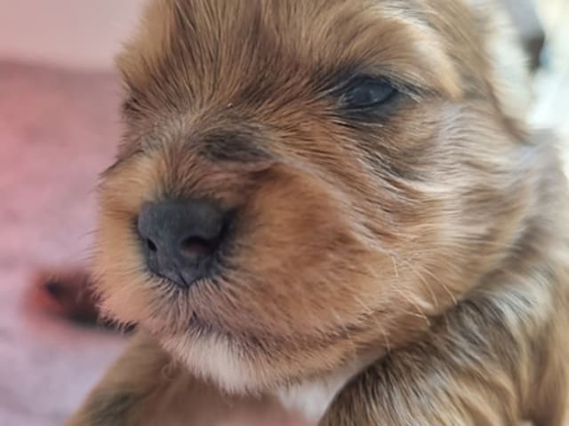 Havanese · Næstved · Tania Alexander