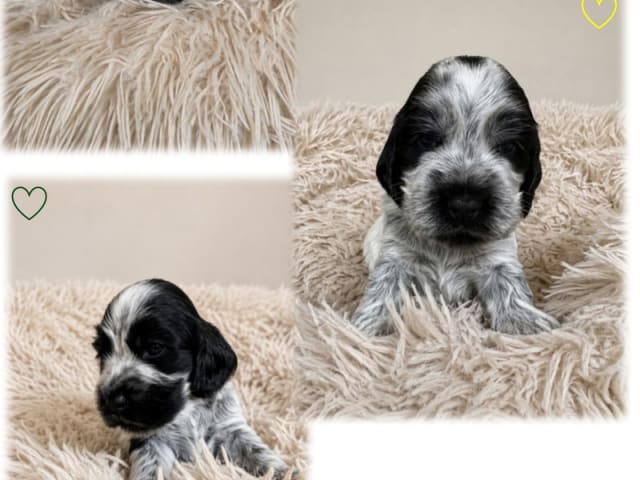 Cocker spaniel · Bredebro · Nina Nagel Bruun Nielsen