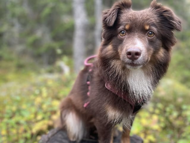 Miniature American Shepherd · Hägersten · Gabriel L.