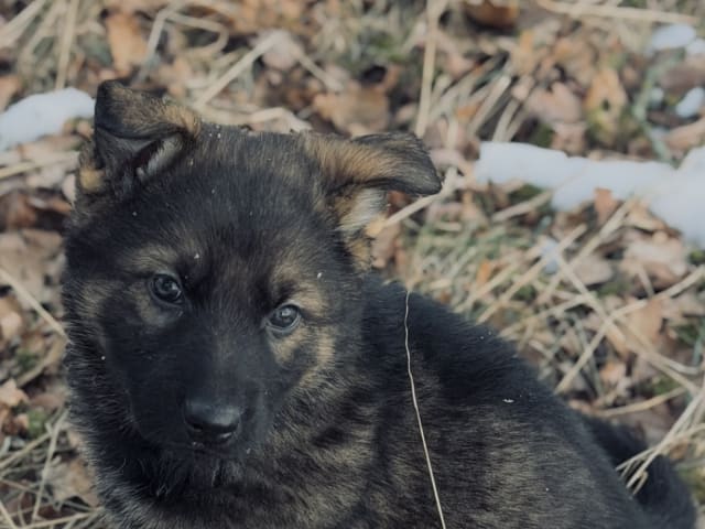 German Shepherd Dog