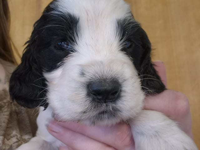 English Springer Spaniel