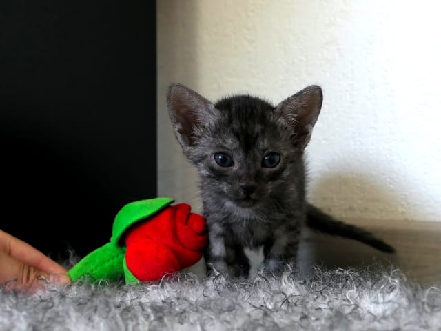 Egyptian Mau
