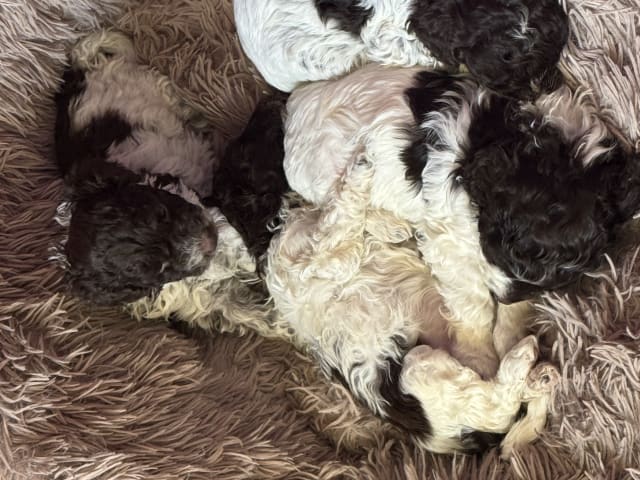 Lagotto Romagnolo