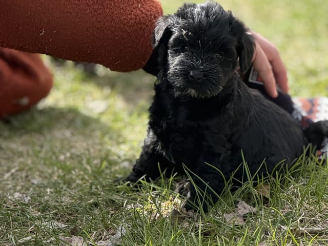 Tibetan Terrier
