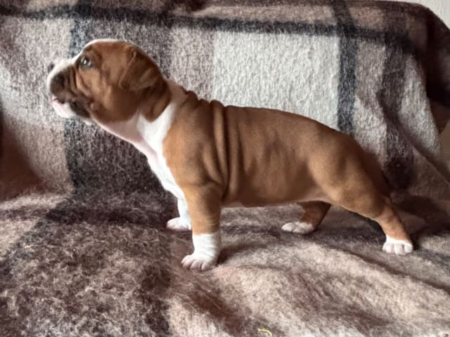 American Staffordshire Terrier · Köping · Hannah Östensson Lindqvist