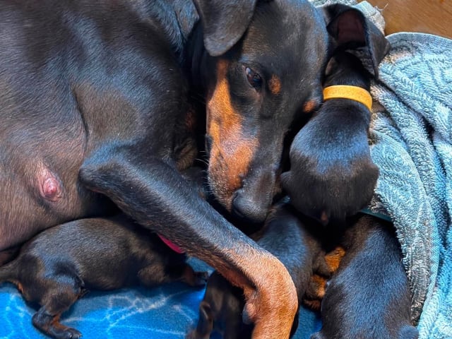 Manchester Terrier · Rennesøy · WestChester Kennel