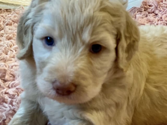 American Bernedoodle - Bernedoodle  /  Labradoodle · Hallstahammar · Smillas doodlar