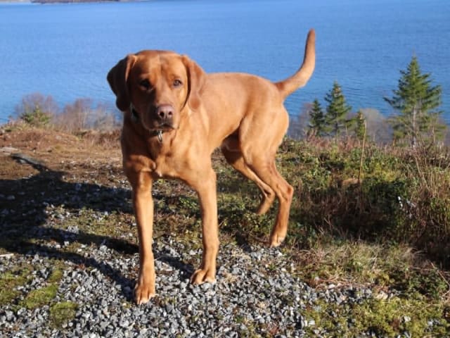 Labrador retriever · Hobøl · Lea Madeleine Kristiansen
