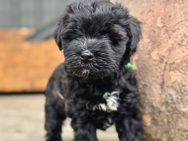 Tibetan Terrier