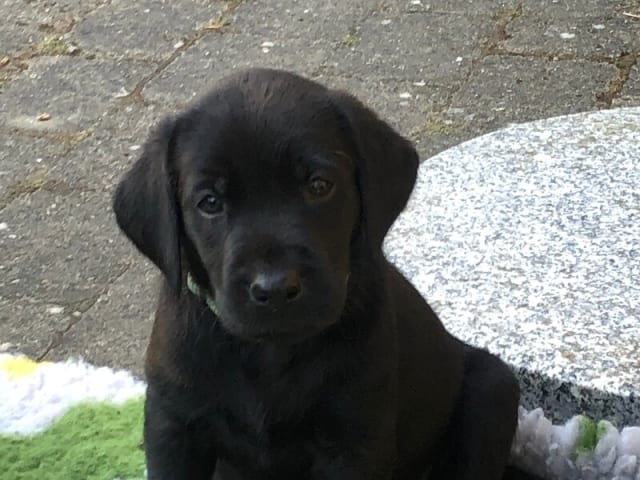 Labrador retriever · Flemming · Thomas Popperud