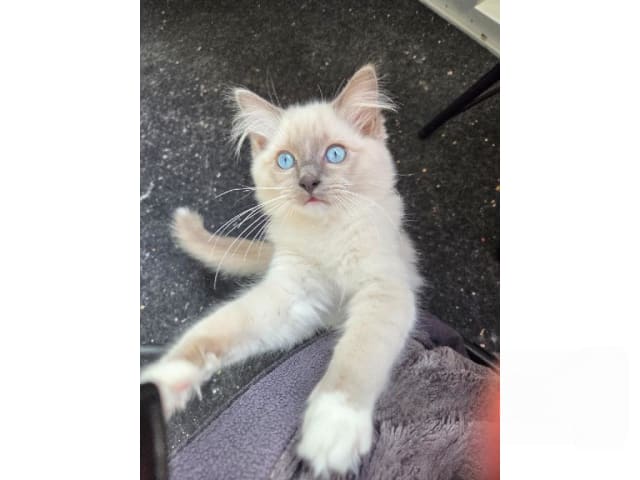 Ragdoll · Vårby · SE*Ragsu's