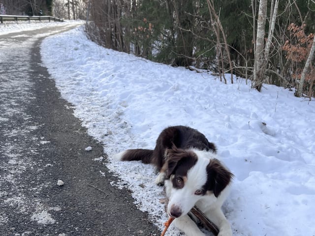 Miniature American Shepherd