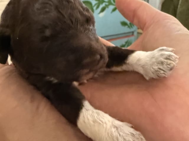 Lagotto romagnolo