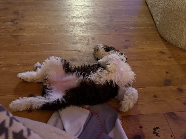 Spanish Water Dog (Perro de Agua Espanol)