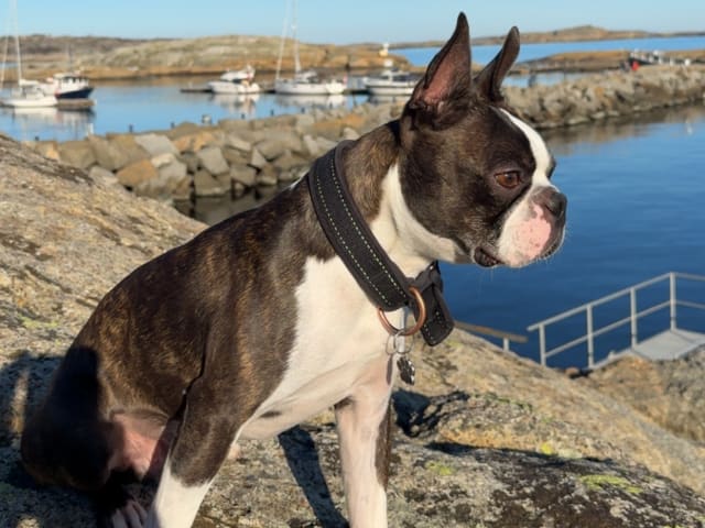 Bostonterrier