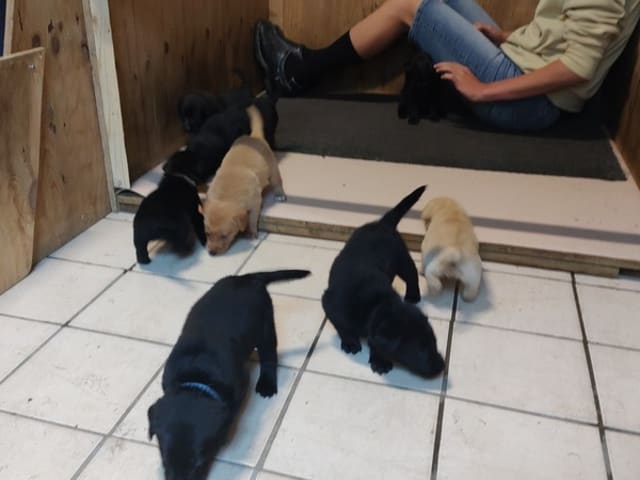 Labrador retriever · Holstebro · Mogens Olivarius