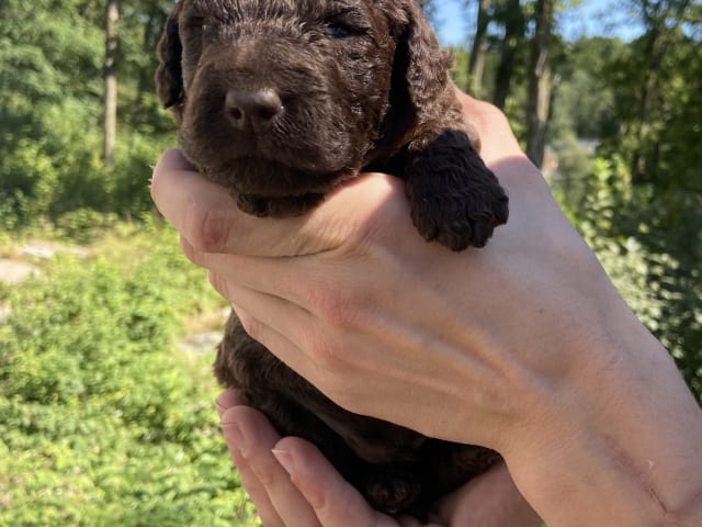 Labradoodle · Nol · Lyckliga Vovven