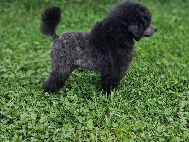 Toy Poodle · Inderøy · Vibeke Roel