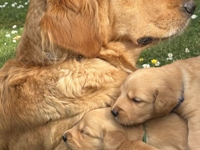 Golden Retriever