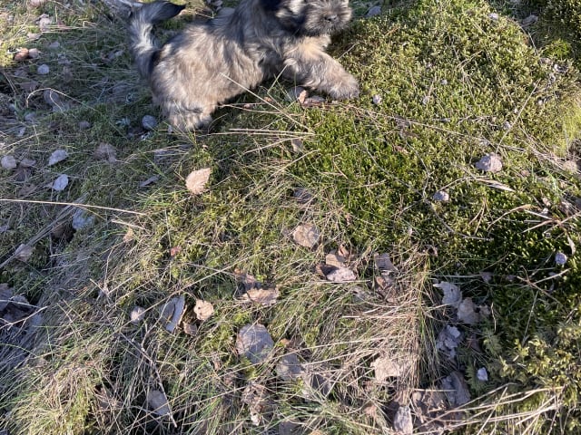 Lhasa Apso