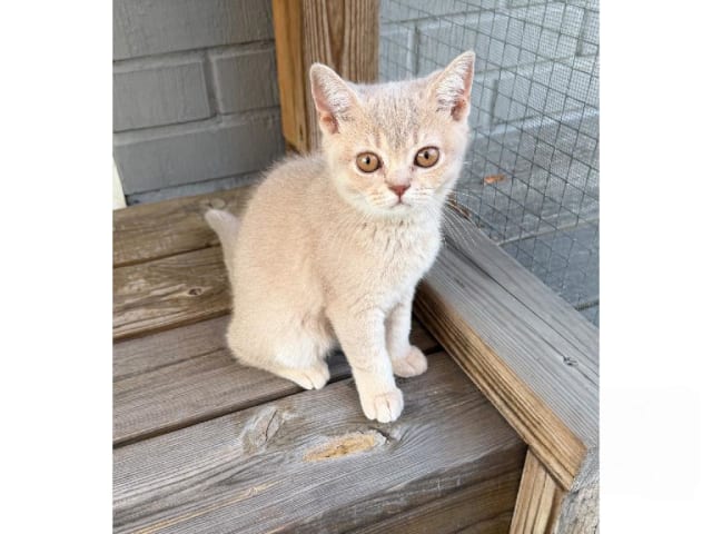 British Shorthair · Färjestaden · SE*Forsberg's