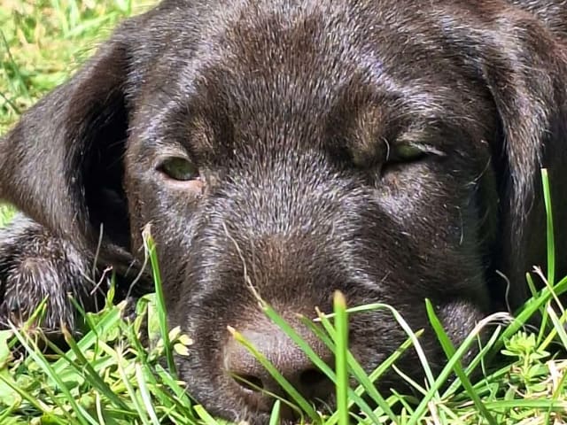 Ruhåret hønsehund · Tinglev · Kennel Schweisshunden