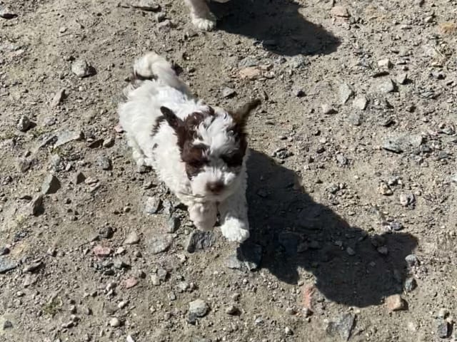 Shihpoo · Nol · Lyckliga Vovven