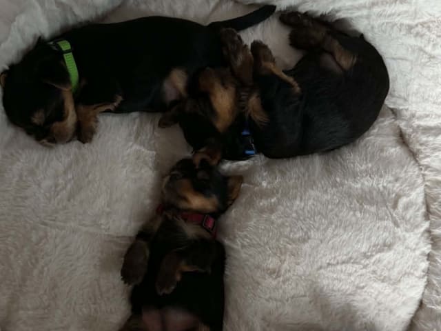 Yorkshireterrier · Brande · Elin N.