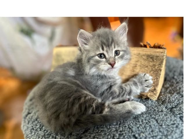 Sibirsk skogkatt