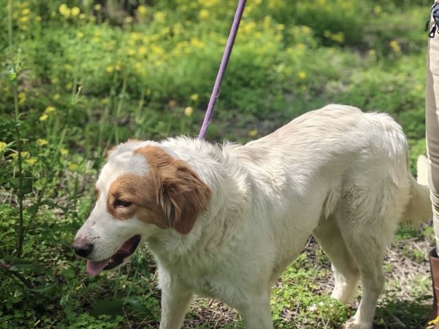 Maremma Abruzzese Sheepdog · Julita · Henrik E.