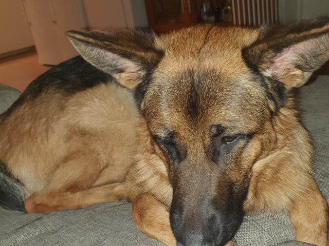Schæferhund · Svedala · Åsa K.