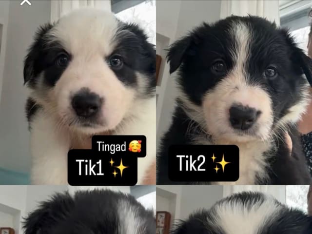 Border Collie