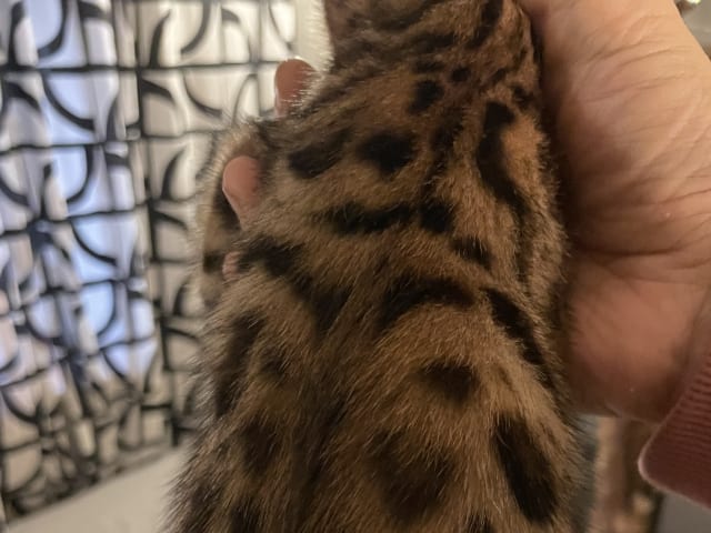 Bengal