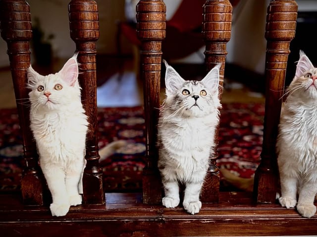 Maine Coon