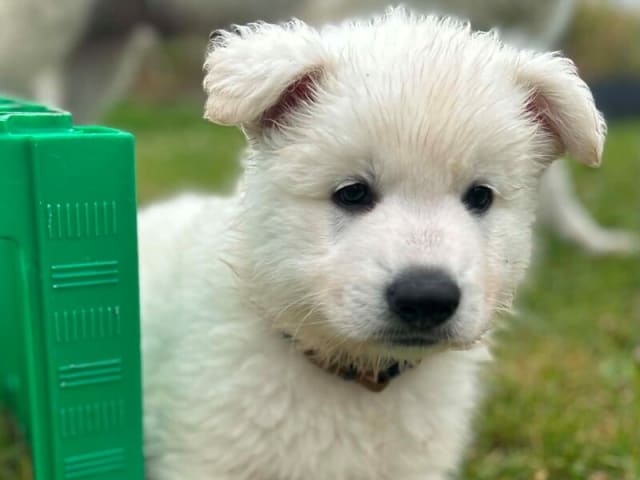 White Swiss Shepherd Dog · Gørlev · Annika Mikkelsen
