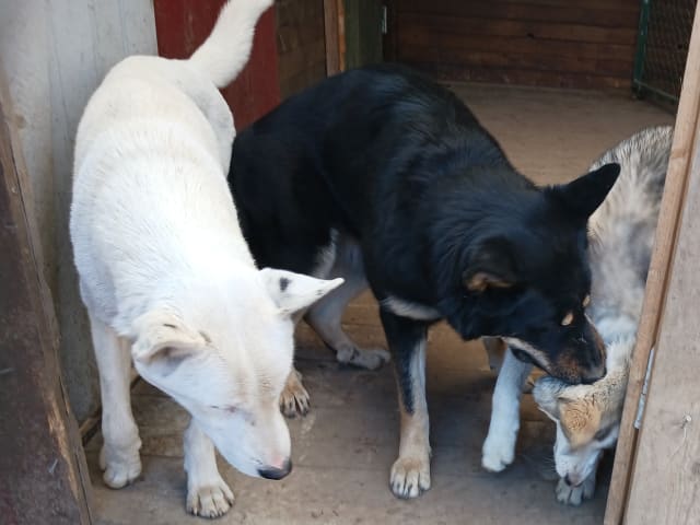 Sibirian husky- Schäfer · Sollefteå · Kenneth J.