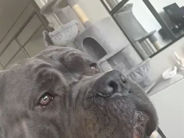 Cane Corso · Saltsjö-boo · Jenny E.