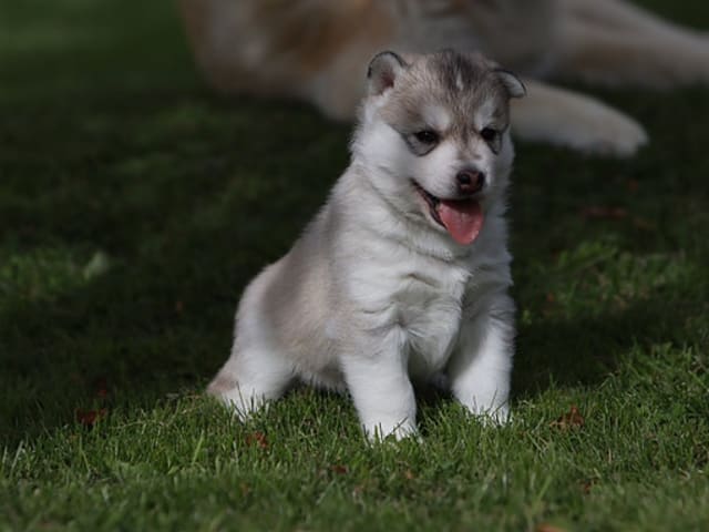 Siberian Husky