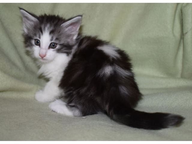 Norwegian Forest · Edsvalla · S*Pysida's