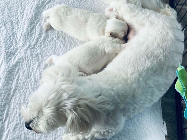 Coton de Tulear · Holstebro · Sara Ruby Jensen