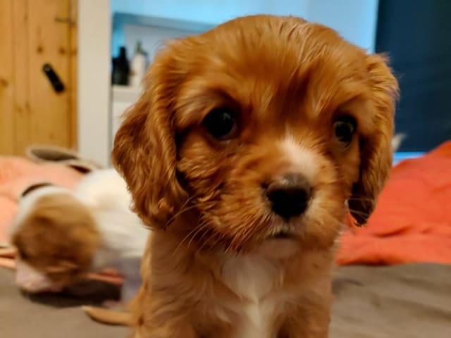 Cavalier King Charles Spaniel