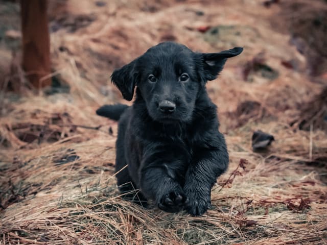 Flat Coated Retriever