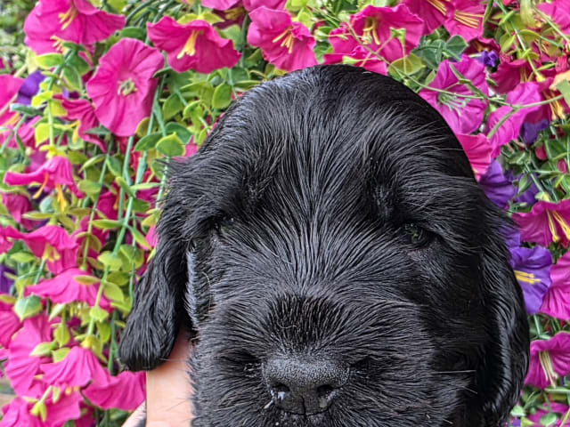 Cocker Spaniel · Vikbolandet · Liljeblomman's Kennel
